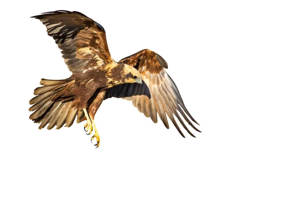 Flying bird of prey. Isolated hawk. White background. Bird: Western Marsh Harrier. Circus aeruginosus