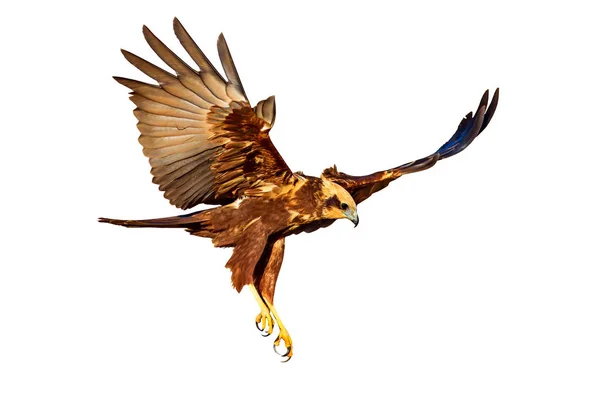 Uçan yırtıcı kuş. İzole şahin. Beyaz arka plan. Kuş: Batı Bataklık Harrier. Sirk aeruginosus