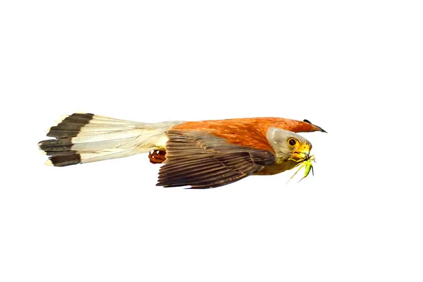 Falcão Voador Com Sua Caça Aves Selvagens Isoladas Fundo Branco — Fotografia de Stock