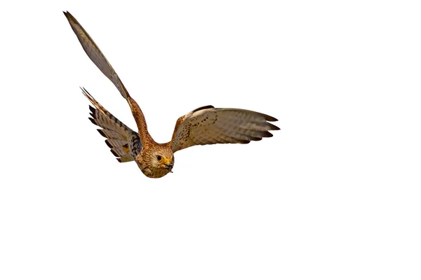 その狩りで飛ぶハヤブサ 孤立した野鳥白い背景 ファルコン リトル ケストレル — ストック写真