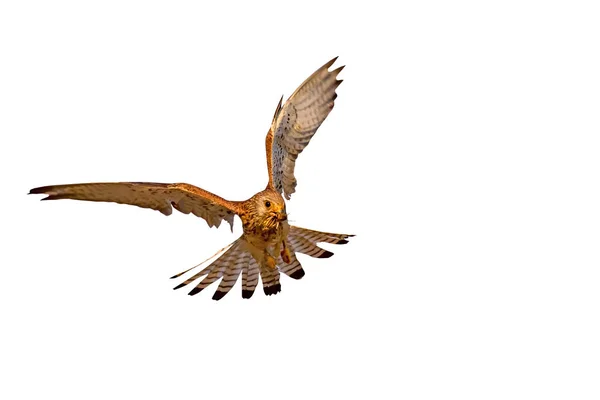 Fliegender Falke Mit Seiner Jagd Vereinzelte Wildvögel Weißer Hintergrund Falkenfalke — Stockfoto