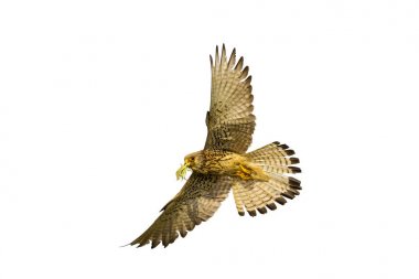 Uçan şahin. İzole kuş. Beyaz arka plan. 