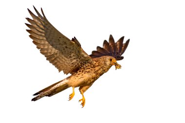 Uçan şahin. İzole kuş. Beyaz arka plan. 