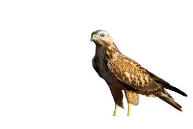 İzole edilmiş vahşi kuş. Beyaz arka plan. Kuş: Uzun bacaklı Şahin. Buteo rufinus.