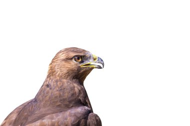 İzole edilmiş vahşi kuş. Beyaz arka plan. Kuş: Uzun bacaklı Şahin. Buteo rufinus.