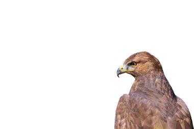 İzole edilmiş vahşi kuş. Beyaz arka plan. Kuş: Uzun bacaklı Şahin. Buteo rufinus.