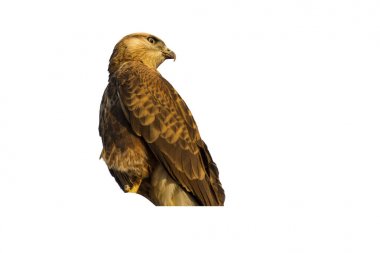 İzole edilmiş vahşi kuş. Beyaz arka plan. Kuş: Uzun bacaklı Şahin. Buteo rufinus.