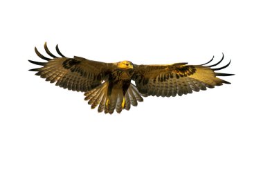 Uçan Şahin. İzole kuş. Beyaz arka plan. Kuş: Uzun bacaklı Şahin Buteo rufinus.   