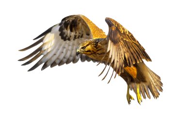 Uçan Şahin. İzole kuş. Beyaz arka plan. Kuş: Uzun bacaklı Şahin Buteo rufinus.   