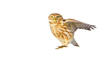 Sevimli küçük baykuş. İzole kuş fotoğrafı. Beyaz arka plan.