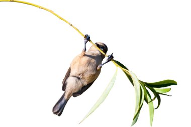 Sevimli küçük kuş. İzole kuş. Beyaz arka plan. Kuş: Avrasya Penduline Tit. Remiz pendulinus.
