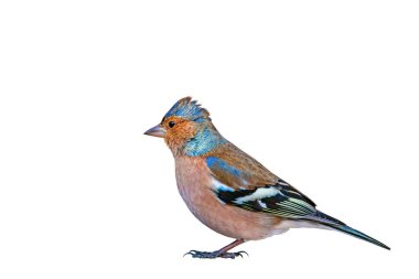 İzole sevimli kuş. Beyaz arka plan. Kuş: Ortak Chaffinch. Fringilla coelebs.