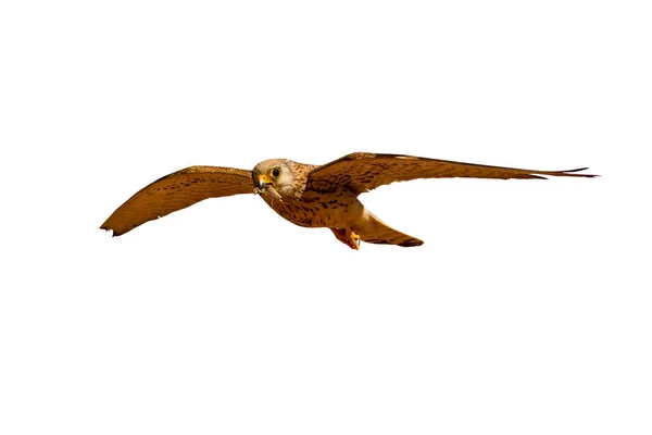 Faucon Volant Avec Chasse Oiseau Sauvage Isolé Fond Blanc Petit — Photo