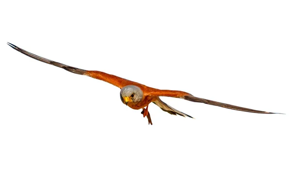 Fliegender Falke Mit Seiner Jagd Vereinzelte Wildvögel Weißer Hintergrund Falkenfalke — Stockfoto