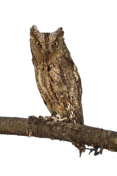 İzole Baykuş. Sisli sanatsal beyaz arka plan. Kuş: Avrasya Scops Baykuşu. Otus scops.