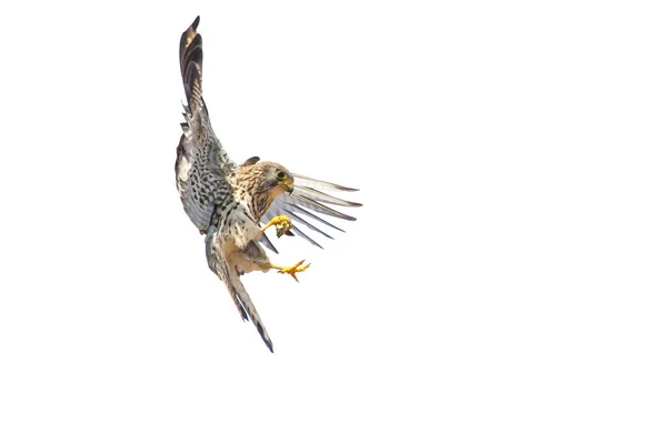 Flygande Falk Med Sin Jakt Isolerad Vild Fågel Vit Bakgrund — Stockfoto