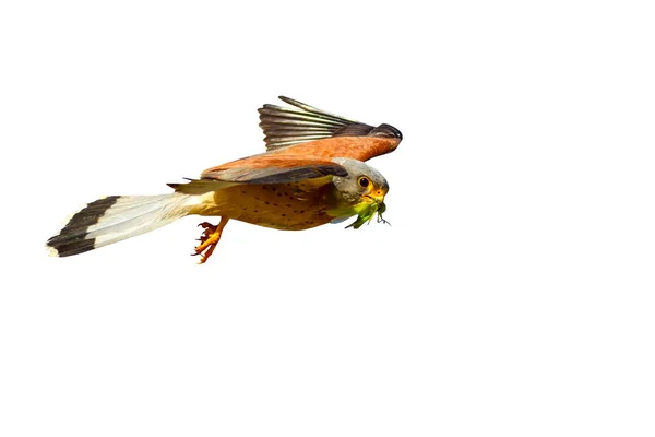 Flying Falcon Isolated Bird White Background — Stock Photo, Image