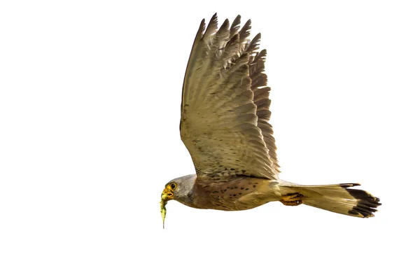 飞猎鹰孤立的鸟 白色背景 — 图库照片
