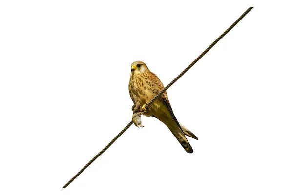 Isolated Bird Hunt White Background — Stock Photo, Image