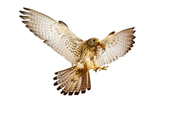 Fliegender Falke Einsamer Vogel Weißer Hintergrund — Stockfoto