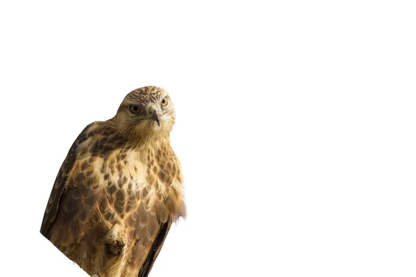 Roofvogel Geïsoleerde Wilde Vogel Witte Achtergrond Vogel Lange Benen Buzzard — Stockfoto