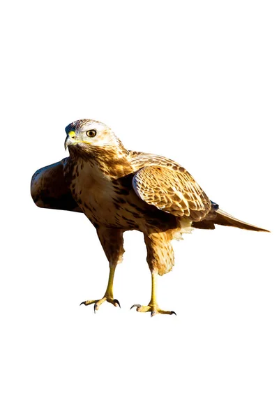 飞鹰孤立的鸟 白色背景 长腿巴扎德 布迪奥 鲁菲努斯 — 图库照片