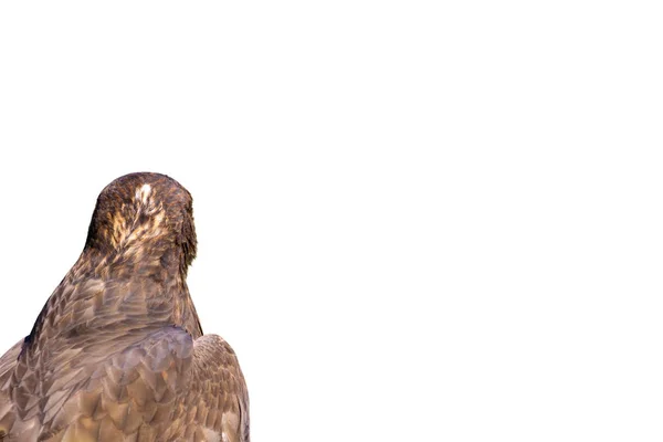 Roofvogel Geïsoleerde Wilde Vogel Witte Achtergrond Vogel Lange Benen Buzzard — Stockfoto