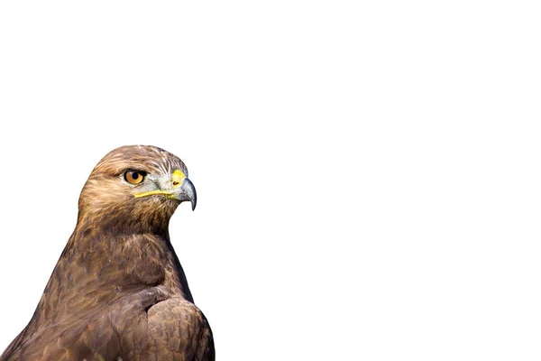 Greifvogel Vereinzelte Wildvögel Weißer Hintergrund Vogel Langbeiniger Mäusebussard Buteo Rufinus — Stockfoto