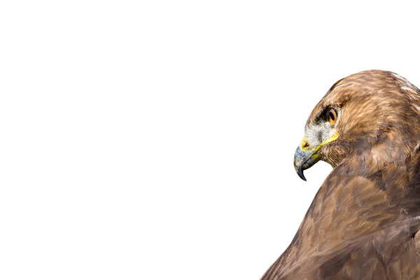 Oiseau Proie Oiseau Sauvage Isolé Fond Blanc Oiseau Buse Longues — Photo