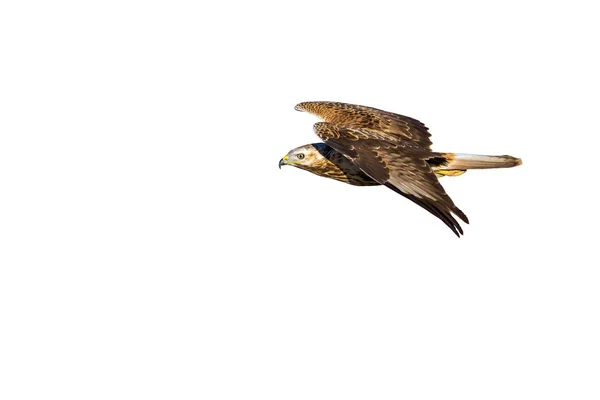 Fliegender Falke Einsamer Vogel Weißer Hintergrund Vogel Langbeiniger Bussard Buteo — Stockfoto