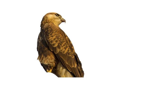 Geïsoleerde Wilde Vogel Witte Achtergrond Vogel Lange Benen Buzzard Buteo — Stockfoto