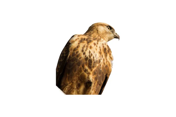 Geïsoleerde Wilde Vogel Witte Achtergrond Vogel Lange Benen Buzzard Buteo — Stockfoto