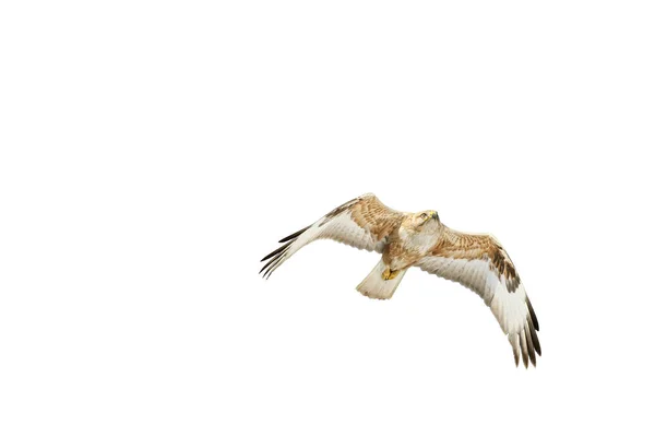 Fliegender Falke Einsamer Vogel Weißer Hintergrund Vogel Langbeiniger Bussard Buteo — Stockfoto
