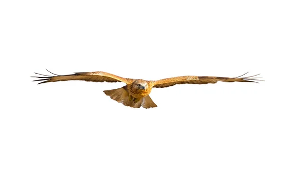 Flying Hawk. Isolated bird. White background. Bird: Long legged Buzzard Buteo rufinus.