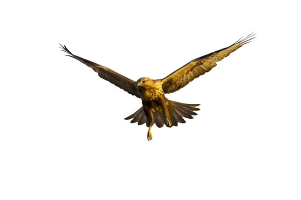 Flygande Hök Isolerad Fågel Vit Bakgrund Fågel Långbent Buzzard Buteo — Stockfoto