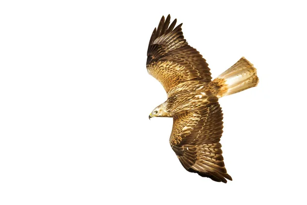 Flying Hawk Oiseau Isolé Fond Blanc Oiseau Buse Longues Pattes — Photo