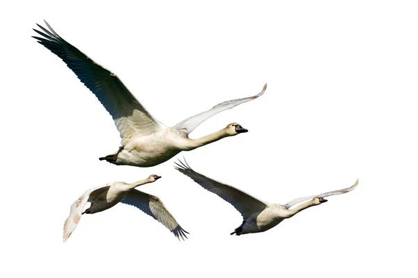 Cisnes Voadores Aves Isoladas Fundo Branco — Fotografia de Stock