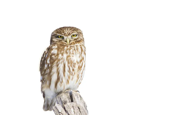 Niedliche Kleine Eule Isoliertes Vogelfoto Weißer Hintergrund — Stockfoto