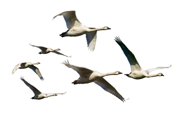 Flying swans. Isolated birds. White background.
