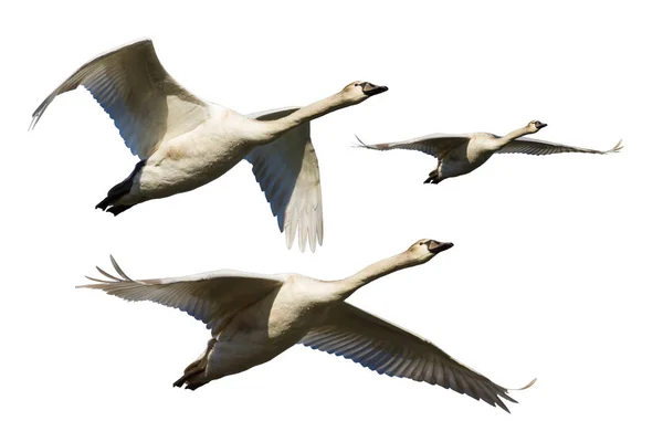 Cisnes Voadores Aves Isoladas Fundo Branco — Fotografia de Stock