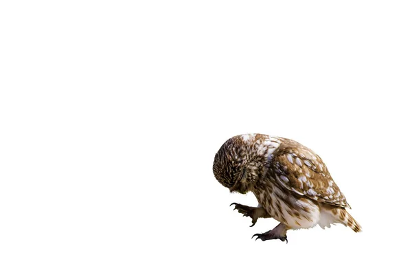 Мила Маленька Сова Ізольовані Фотографії Птахів Білий Фон — стокове фото