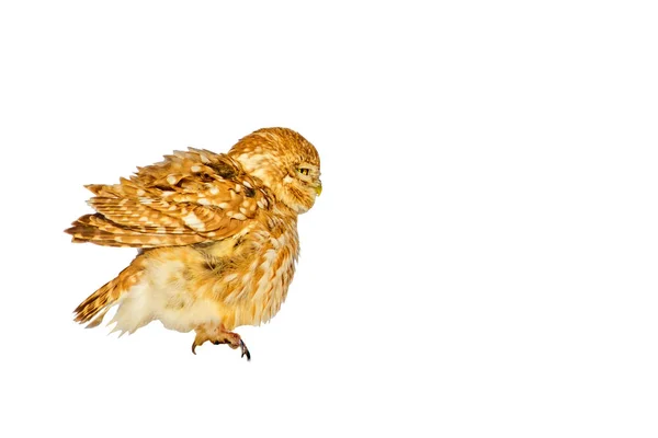 Cute Little Owl Isolated Bird Photo White Background — Stock Photo, Image