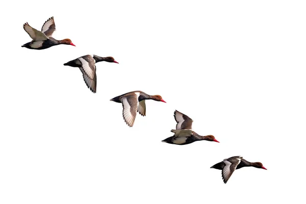 Uçan Izole Ördekler Beyaz Arka Plan Ördekler Kırmızı Tepeli Pochard — Stok fotoğraf