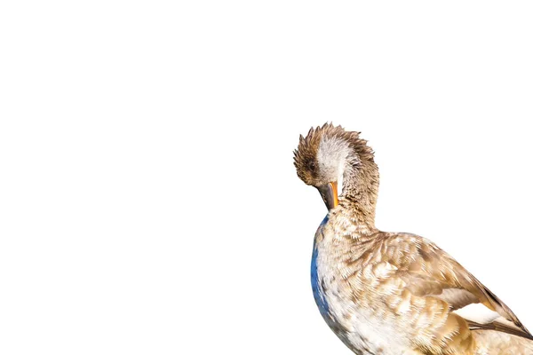 Roztomilá Kachna Izolovaný Pták Bílé Pozadí Kachna Běžná Červený Zrezivělený — Stock fotografie