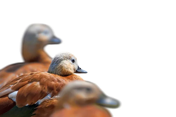 Cute duck. Isolated bird. White background. Bird: Ruddy Shelduck. Tadorna ferruginea.