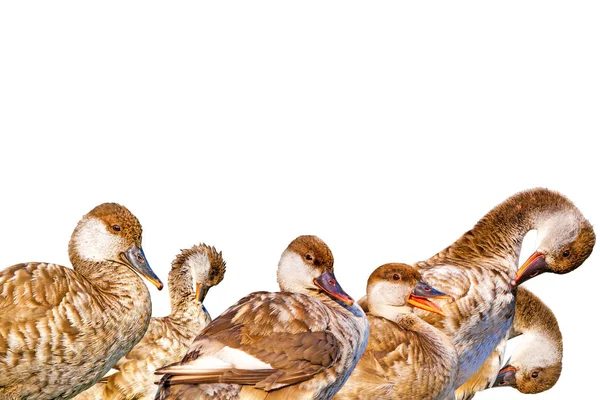 Cute Kaczka Odosobniony Ptak Białe Tło Kaczka Zwyczajna Pochard Czerwony — Zdjęcie stockowe
