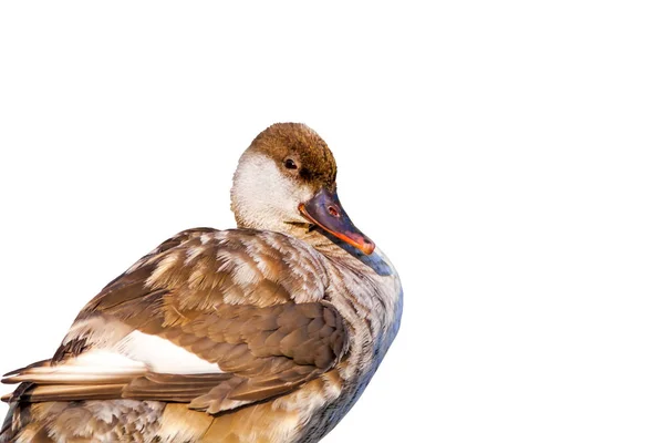 Cute Duck Isolated Bird White Background Common Duck Red Crested — Stock Photo, Image