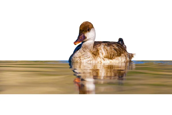 Cute duck. Isolated bird. White background. Common Duck: Red crested Pochard.