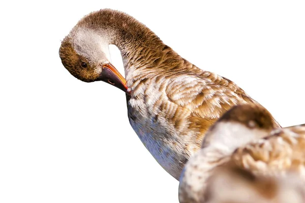 Pato Giro Pássaro Isolado Fundo Branco Pato Comum Pochard Crista — Fotografia de Stock