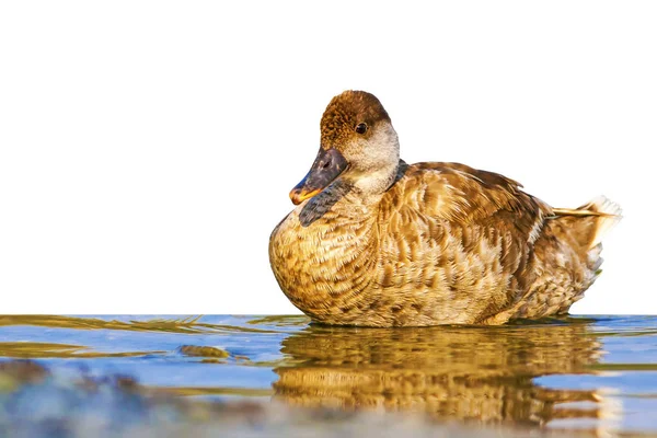 Cute duck. Isolated bird. White background. Common Duck: Red crested Pochard.